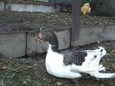 Mugsy and chickens Mugsy and chickens