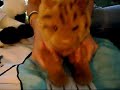 Pussy Cat Cow cage part 1 intro Pussy Cat Cow cage part 1 intro