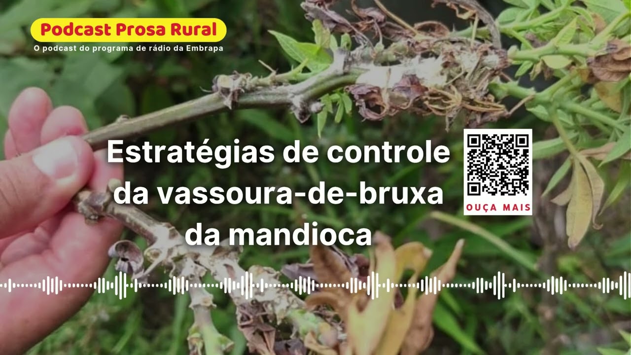 Estratégias de controle da vassoura-de-bruxa da mandioca