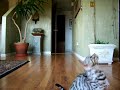 Bengal cat playing fetch