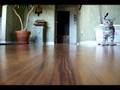 Bengal cat playing fetch