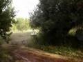 buggy vale judeu