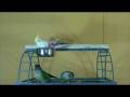 videos de Birds Time-Lapse 720p