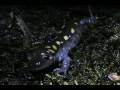 Spring Salamander Migration - Opening Night