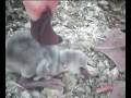 videos de Flamingo island Kamfers Dam and chicks