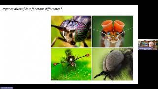 Insectes et 3R : expérimentations scientifiques sur les insectes, les chercheurs sont ils prêts ?
