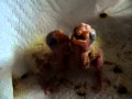 5&7 days Cockatiel babies.MOV