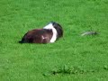 Sleeping Foals in a Circle