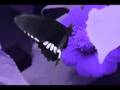 benny benassi - illusions