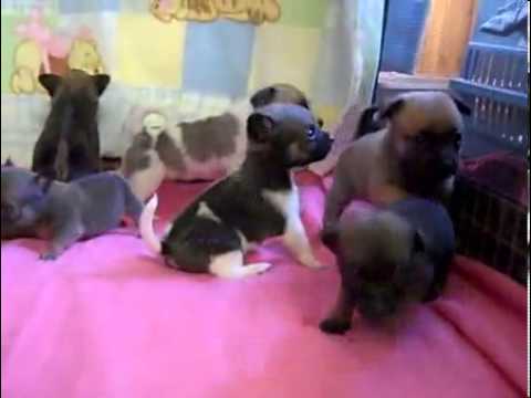 Teacup Chiapom Chihuahua / Pomeranian Hybrid