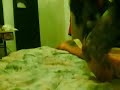 Sr. Pinchecleto el terror que aletea en la noche