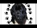 Newfoundland Dog Posters Newfoundland Dog Posters