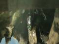 videos de Mantella laevigata breeding #2