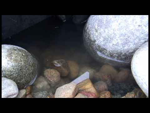 how to find a leak in a water feature