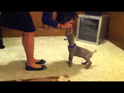 how to train weimaraner