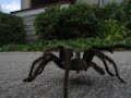 Tarantula from Mount Diablo Tarantula from Mount Diablo