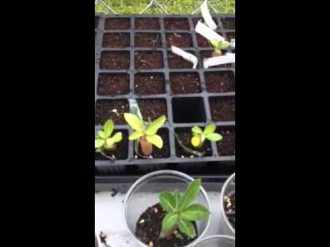 how to grow desert rose from seed