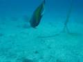 videos de Poisson Ange
