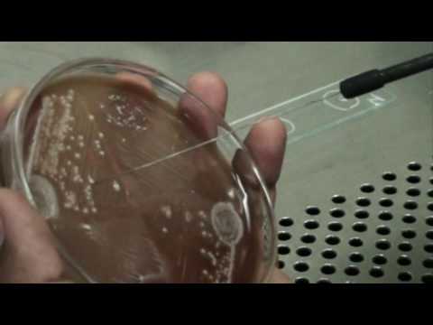 how to isolate staphylococcus aureus