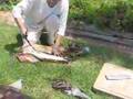 Humboldt-Squid