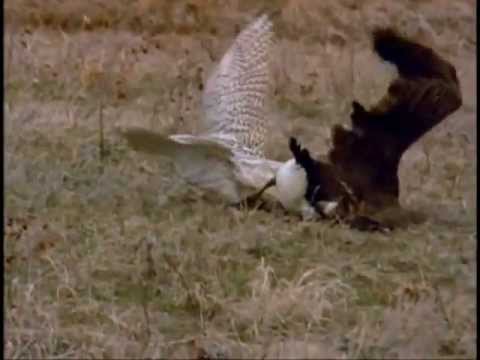 wikipedia - GYRFALCON VS LARGE CANADA GOOSE http://en.wikipedia.org/wiki/Gyrfalcon http://en.wikipedia.org/wiki/Canada_Goose.