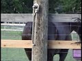 Horse Pinworms Concerns (Discretion! Graphics )