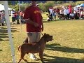 SD Bully Expo