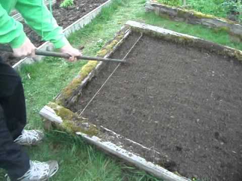 how to grow beetroot