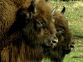 wisent in Kraansvlak 2