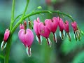 HAI SẮC HOA TI GÔN - Nhạc Võ Tá Hân - Thơ T T KH