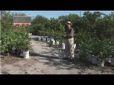 how to fertilize meyer lemon tree