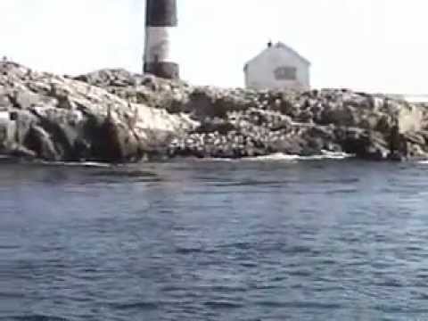 Humpback Whales