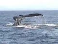 Humpback Whales Humpback Whales