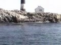Humpback Whales