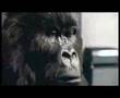 Monkey Nigma /drums