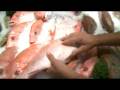 Selecting Fresh Fish 