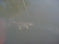 brochet d\