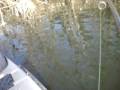 brochet d'un mètre relaché combat de 20 minutes