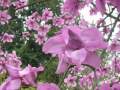 Richard Clayderman - Mariage d'amour