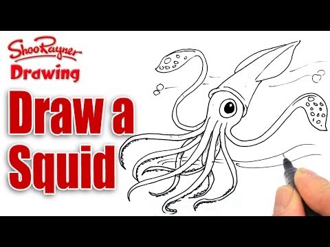how to draw squid