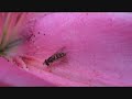 Eating Pollen ( Hover Fly ) Eating Pollen ( Hover Fly )