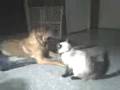 Meatball and Flower 3.3gp