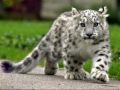 snow-leopards.html