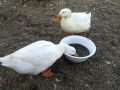 Duck Love