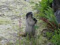 Marmot eating lunch