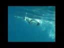 Whaleshark Dive Ningaloo Reef Australia Whaleshark Dive Ningaloo Reef Australia