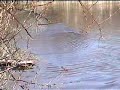 RC Bouy Tender