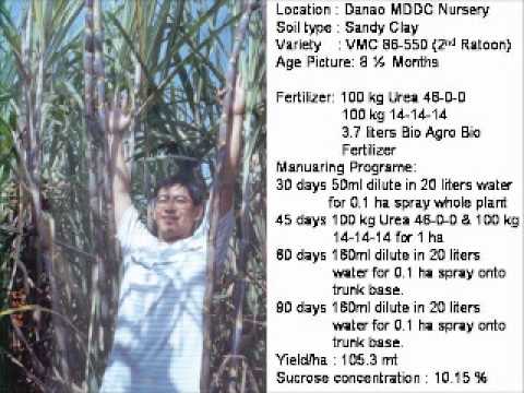 how to fertilize sugar cane