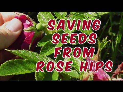 how to collect rose hips