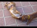 pitbull uma fight pelea de perros